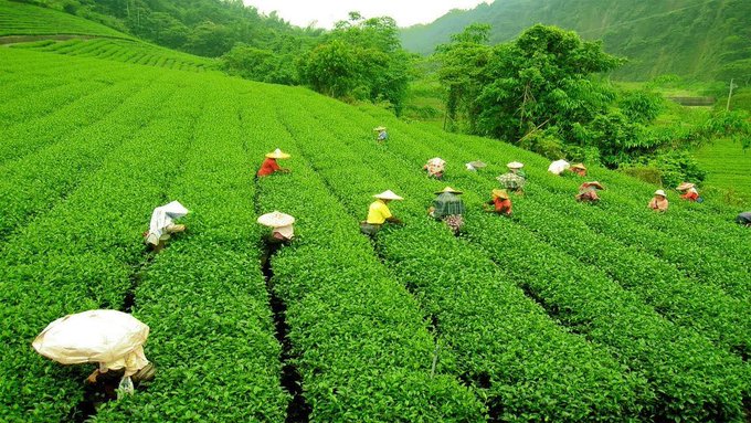 tea garden in india